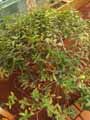 Verbenaceae-Oxera-neriifolia-Oxera.jpg