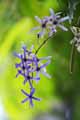 Petrea volubilis