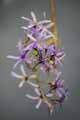 Petrea volubilis