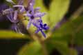 Petrea volubilis
