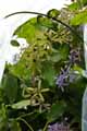Petrea volubilis