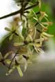 Verbenaceae-Petrea-volubilis-Petree-Liane-Saint-Jean-Diademe-royal-Liane-rude.jpg