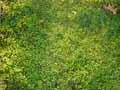 Verbenaceae-Phyla-canescens-Lippia-nodiflora-Phyla-a-fleurs-nodales-7667.jpg