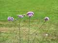 Verbena bonariensis
