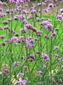 Verbena bonariensis