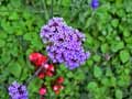 Verbena bonariensis