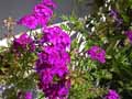 Verbena canadensis