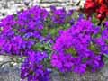 Verbena canadensis