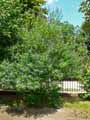 Verbenaceae-Vitex-agnus-castus-Gattilier-Arbre-au-poivre-Agneau-chaste-Poivre-de-moine.jpg