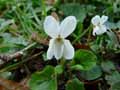 Viola alba