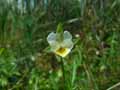 Viola arvensis