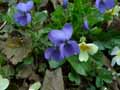 Viola odorata