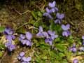 Viola odorata