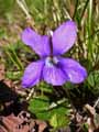 Viola sylvestris