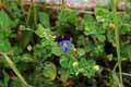 Viola tricolor