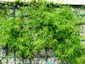 Vitaceae-Ampelopsis-aconitifolia-Vigne-vierge.jpg
