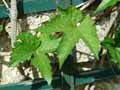 Ampelopsis brevipedunculata Maximowiczii