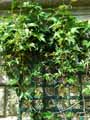 Vitaceae-Ampelopsis-brevipedunculata-Maximowiczii-Vigne-vierge.jpg