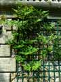 Vitaceae-Ampelopsis-megalophylla-Vigne-vierge.jpg