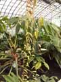 Vitaceae-Cissus-amazonica-Vigne-amazonienne.jpg