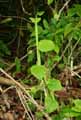 Cissus quadrangularis