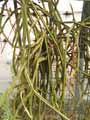 Cissus quadrangularis