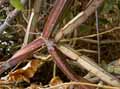 Vitaceae-Cissus-quadrangularis-Veld-Grape.jpg