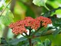 Leea guineensis