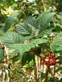 Leea guineensis