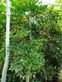 Leea guineensis