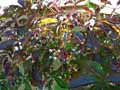 Parthenocissus quinquefolia