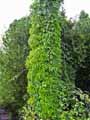 Vitaceae-Parthenocissus-quinquefolia-Vigne-vierge-de-Virginie.jpg