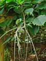 Tetrastigma voinierianum