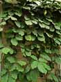 Tetrastigma voinierianum