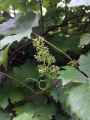 Vitis vinifera