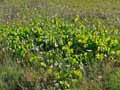Vitaceae-Vitis-vinifera-Vigne-Vigne-rouge-Vigne-a-vin.jpg