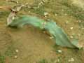 Welwitschia mirabilis