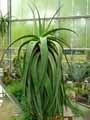 Aloe alooides