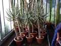Aloe arborescens