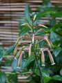 Aloe aristata