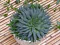 Aloe aristata