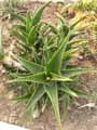 Aloe brevifolia