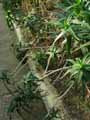 Aloe ciliaris