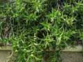 Aloe concinna