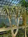 Aloe dichotoma