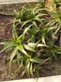 Aloe dorotheae