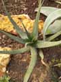 Aloe erythrophylla
