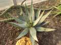Aloe ferox