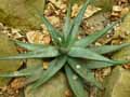 Aloe ferox