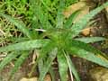 Aloe greatheadii
